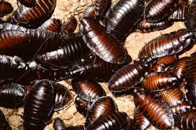 Kakkerlakken zonder hoofd