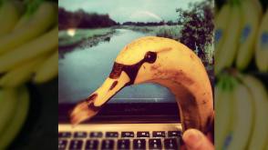 bananenkunst