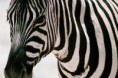 strepen zebra